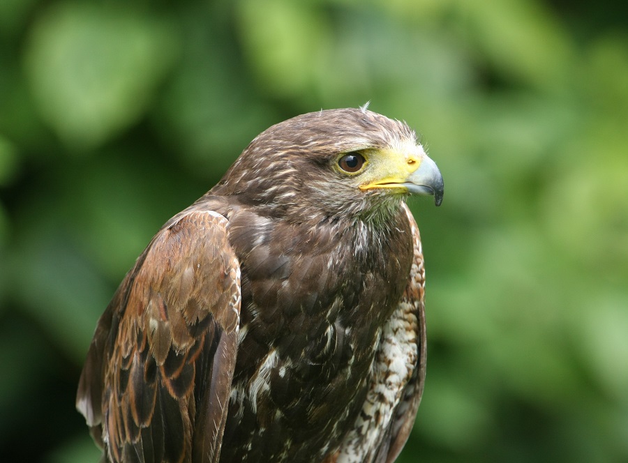 Hawk