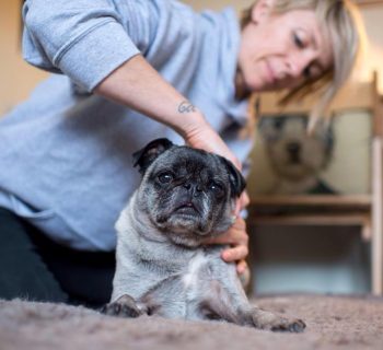 Canine Arthritis