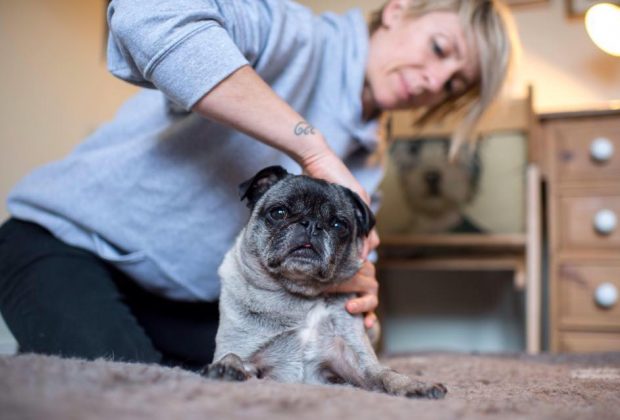 Canine Arthritis