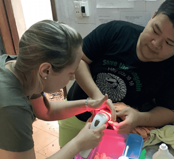 animal therapy media
