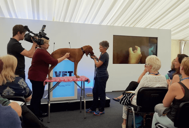 animal therapy media
