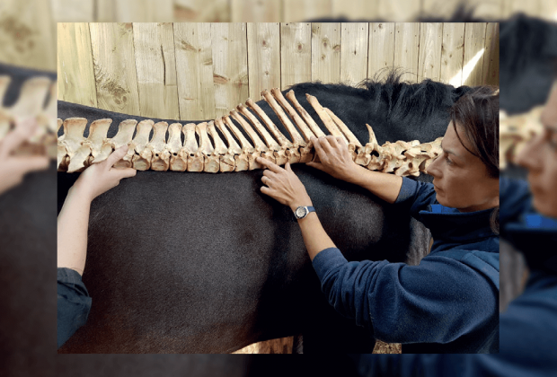 Animal Therapy Solutions Limited