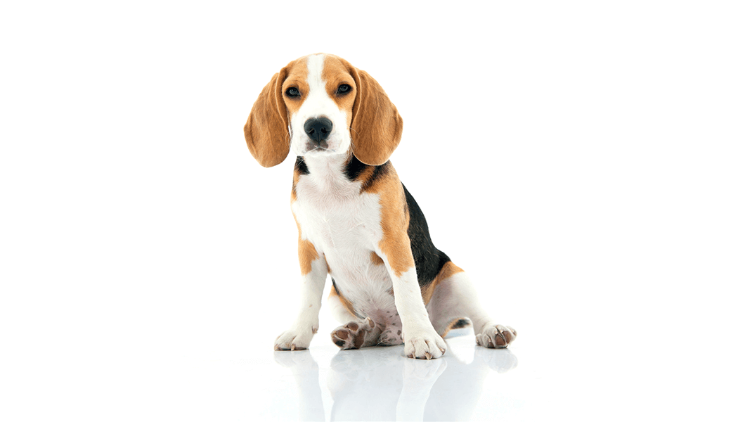 Joint care for puppies